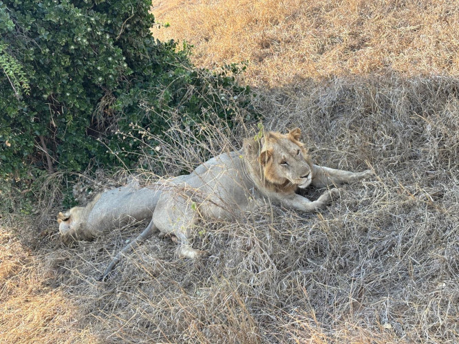 safari-5-giorni-masai-mara-rift-valley