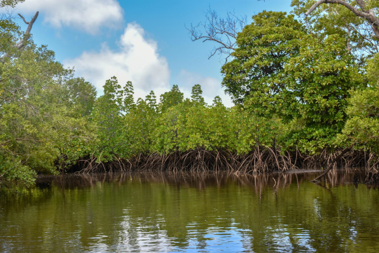 isola-delle-mangrovie-1-giornata
