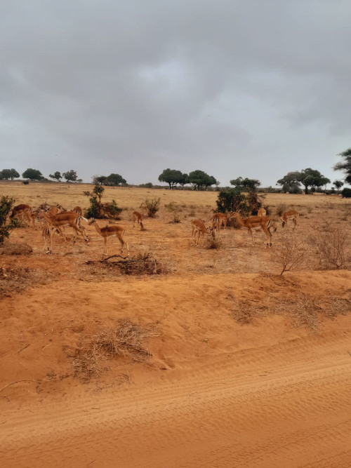 safari-tsavo-est-parchi-tsavo-east